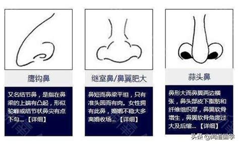 鼻 相學|面相：從這八種鼻子分析財運富貴